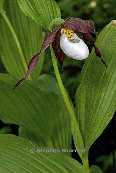 Cypripedium montanum 1 graphic